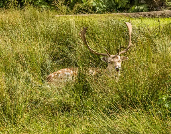 Male Fallow Watches Intensely Grass Den Bradgate Park Leicestershire Summer — Stock Photo, Image