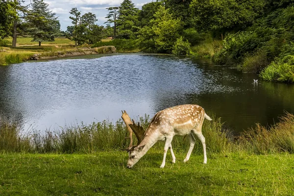 Male Fallow Grazing Lake Bradgate Park Leicestershire Summer — Stock Photo, Image