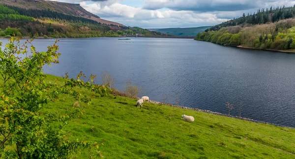 Derwent Valley, Derbyshire, İngiltere 'deki Ladybower Barajı' nın kıyısında otlayan koyunlar.