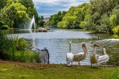 Bir grup pelikan yazın İngiltere, Londra 'daki St. James' Park Gölü kıyısında.