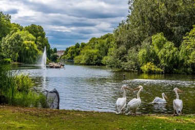 Bir grup Pelikan yazın İngiltere 'nin Londra eyaletindeki St. James' Park Gölü 'ne giriyor.