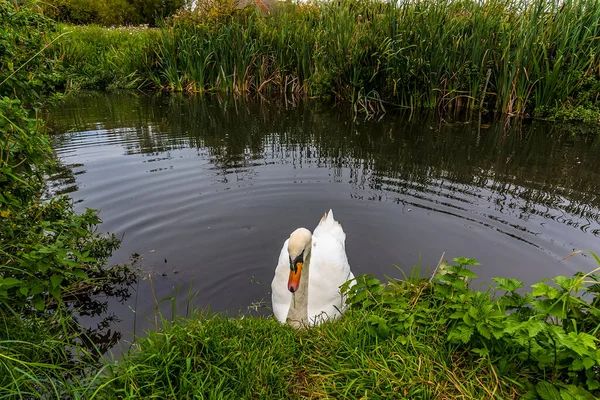 Cisne Solitario Vuelve Inquisitivo Estanque Verulamium Park Albans Reino Unido —  Fotos de Stock