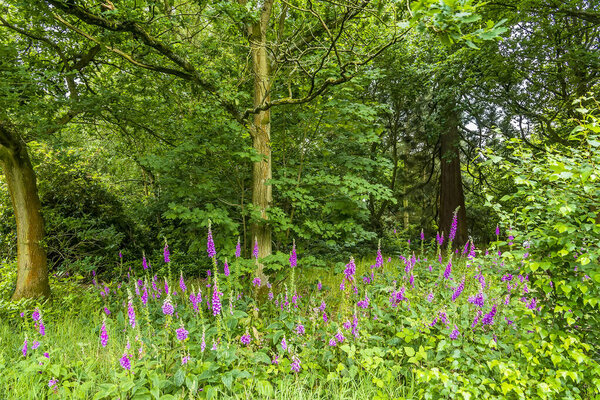 Foxglove flowers in the forest on the banks of the River Avon at Stoneleigh, UK in the summertime