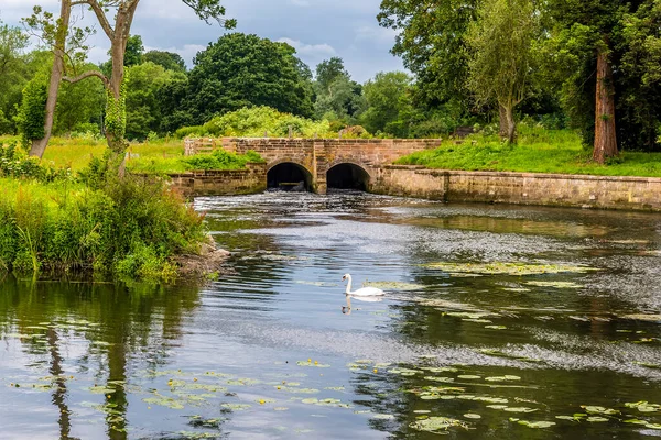 Labuť Řece Avonu Stoneleigh Velká Británie Létě — Stock fotografie