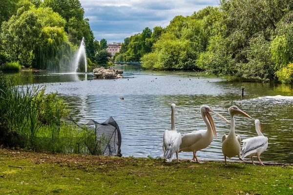 Skupina Pelicánů Okraji Jezera James Park Londýn Velká Británie Létě — Stock fotografie
