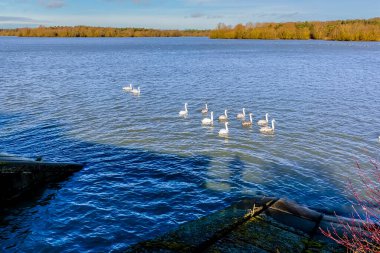 Güneşli bir günde Pitsford Rezervuar 'daki geçitin altındaki tünele doğru ilerleyen bir kuğu sürüsü.
