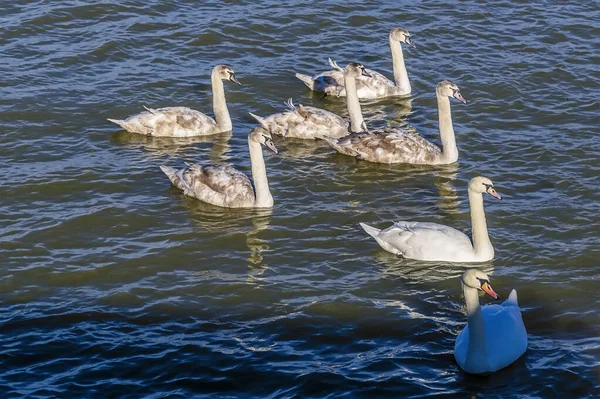 Gaggle Swans Pitsford Reservoir Sunny Day — Stock Photo, Image