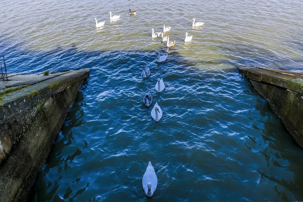 Gaggle Swans Line Heading Tunnel Causeway Pitsford Reservoir Sunny Day — Stock Photo, Image