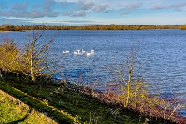Güneşli bir günde Pitsford Reservoir, İngiltere 'de geçit kenarında yüzen bir kuğu sürüsü.