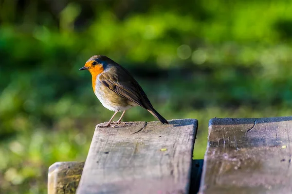 Robin Bench Thornton Reservoir Bright Sunny Day — Stock Photo, Image