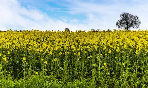 Borda Campo Colza Fleckney Leicestershire Reino Unido Primavera — Fotografia de Stock