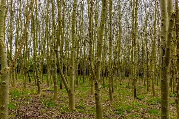 Matorral Árboles Aliso Fleckney Leicestershire Reino Unido Primavera —  Fotos de Stock