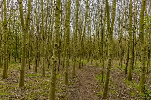 Camino Que Conduce Través Matorral Árboles Aliso Fleckney Leicestershire Reino —  Fotos de Stock