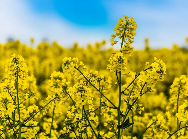 Pohled Řepkový Květ Rozostřeným Pozadím Pole Květin Fleckney Leicestershire Velká — Stock fotografie