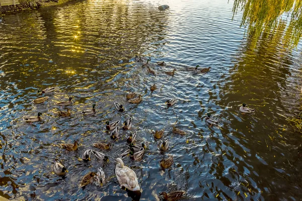 Los Patos Reúnen Sol Otoño Río Stour Sudbury Suffolk Día —  Fotos de Stock
