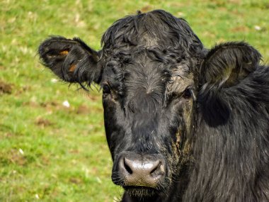 İngiltere, Galler 'deki Brecon Beacons' da bir ineğin yakın görüntüsü.