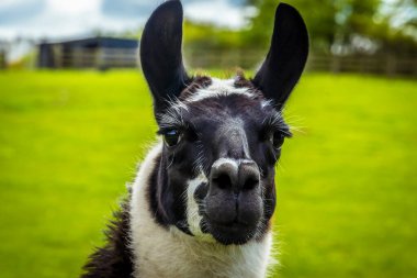 Bir bahar günü Worksop, İngiltere 'de bir çiftlikte, yüz odaklı ve bulanık arkaplan ile çekilen sevimli siyah beyaz bir alpaka.