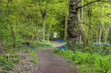 İlkbaharda Leicestershire 'da bir ormanda yol kenarında çan çiçekleri