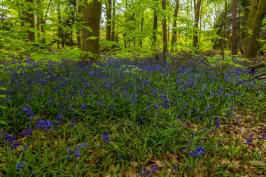 Baharda Leicestershire 'da yeni filizlenen ağacın altında bir halı çan ağacı yaprakları filizleniyor.