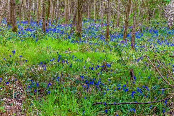 Blauglocken Unterholz Eines Waldes Leicestershire Frühling — Stockfoto