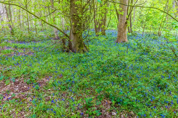 Una Alfombra Bluebell Florece Bosque Leicestershire Primavera — Foto de Stock