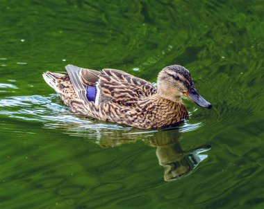 Dişi bir Mallard ördeği, ilkbaharda ağaçlık arazinin yanındaki İngiliz gölünde yansımasına hayran.