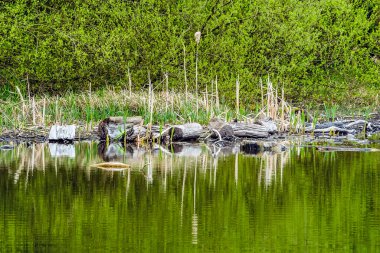 Terk edilmiş kütükler, ilkbaharda ormanlık arazinin yanındaki bir İngiliz gölünün kıyısında.