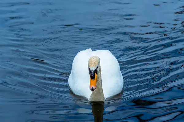 Cygne Muet Glisse Gracieusement Travers Lac Anglais Printemps — Photo