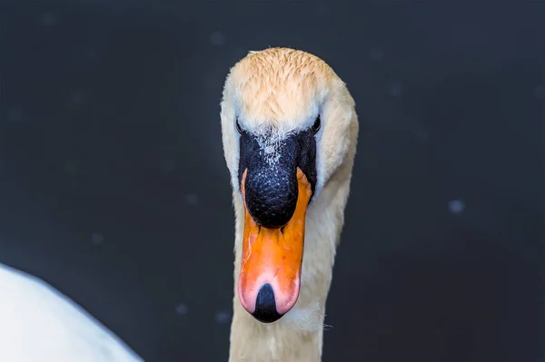 Zblízka Samec Němé Labutě Anglickém Jezeře Jaře — Stock fotografie