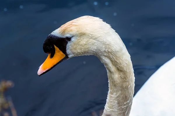 Zblízka Samec Němé Labutě Dlouhým Půvabným Krkem Anglickém Jezeře Jaře — Stock fotografie