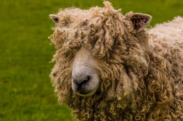 Dociekliwa Owca Wełniana Obok Rzeki Trent Fledborough Nottinghamshire Wiosną — Zdjęcie stockowe