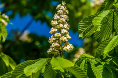 Leicestershire 'da baharda açan at kestanesi ağacı manzarası