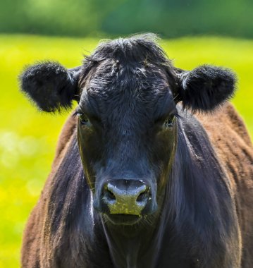 Bir Aberdeen Angus ineği, Leicestershire 'da bir tarlaya dikkatle baktı.