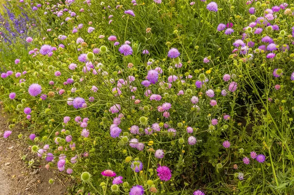 Uma Massa Flores Inglesas Jardim Casa Campo Lado Ponte Riverside — Fotografia de Stock