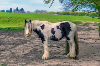 Market Harborough, Leicestershire, İngiltere yakınlarındaki bir tarlada çingene bir at yelesinden bakıyor.