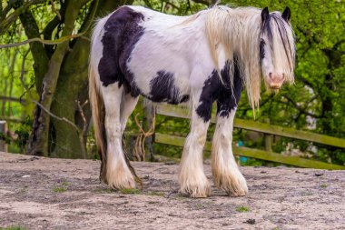 İngiltere, Leicestershire, Market Harborough yakınlarındaki bir tarlada gururla duran tüysüz, çingene bir at