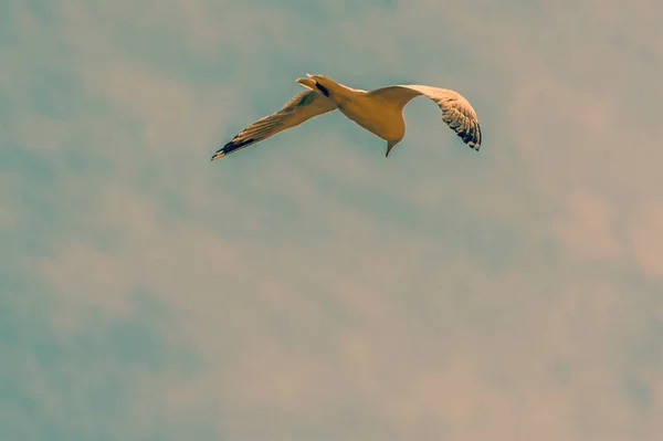 Seagull Glides Brighton Looking Food Summertime — Stock Photo, Image