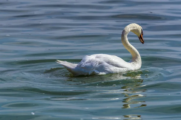 Cisne Adulto Nada Con Gracia Embalse Rutland Water Verano —  Fotos de Stock