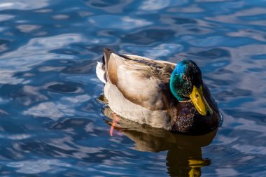 Nottinghamshire, İngiltere 'de Newstead Park' ta bir gölde ördek.