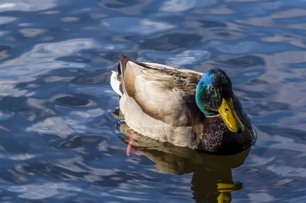 Kaczka Krzyżówka Jeziorze Newstead Park Nottinghamshire Wielka Brytania — Zdjęcie stockowe