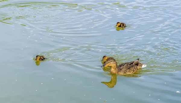 Una Vista Los Patos Canal Oxford Pueblo Napton Warwickshire Verano —  Fotos de Stock