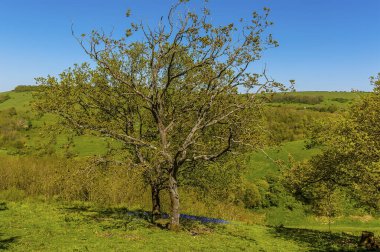 Bir parça BlueBell, Brighton yakınlarındaki Güney Tepeleri 'ndeki ağaçların gölgesinde gelişir.