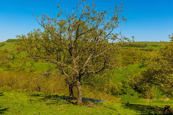 Une Parcelle Bluebells Prospère Ombre Des Arbres Sur Les South — Photo