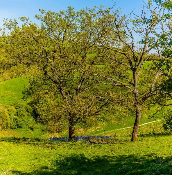 Seul Arbre Trouve Milieu Une Mer Bluebells Sur Les South — Photo