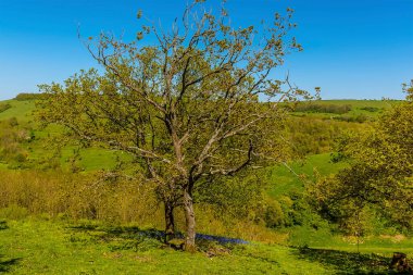 Bir parça BlueBell, Brighton yakınlarındaki Güney Tepeleri 'ndeki ağaçların gölgesinde gelişir.
