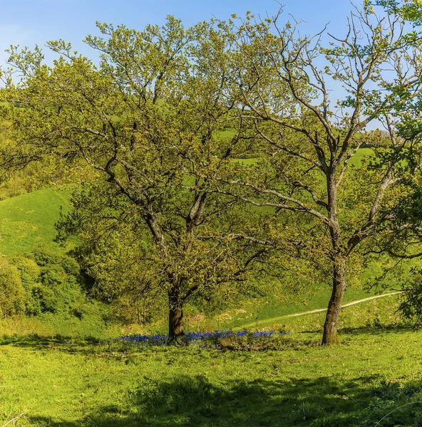 A single tree sits amongst a sea of Bluebells on the South Downs near Brighton