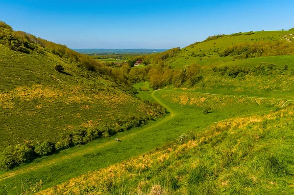 Gul Primula Prickar Sluttningen Längs Den Längsta Bredaste Torra Dalen — Stockfoto