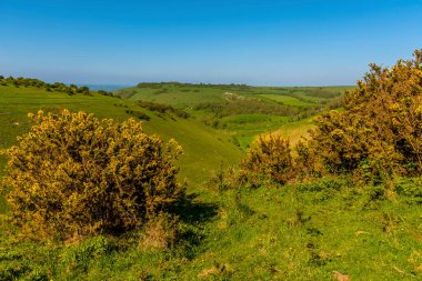 İlkbaharda Brighton yakınlarında, Güney Downs 'taki İngiltere' nin en uzun kurak vadisinin başındaki Gorse çalılarının manzarası.