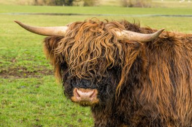 Kahverengi, anaerkil, Highland ineği Market Harborough, İngiltere yakınlarındaki bir tarlada kameraya doğru dönüyor.
