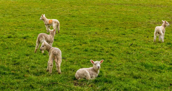 Group Lambs Playing Field Market Harborough — Stock Photo, Image